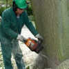 MANNS Baumfllservice