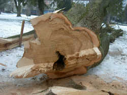 baumfaellen4